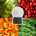 AURORA SCENTS Café Citadel 100 ml EDP woda perfumowana unisex